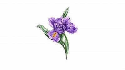 免费在线观看法国电影《花》的完整版本，尽享精彩剧情与视觉盛宴。